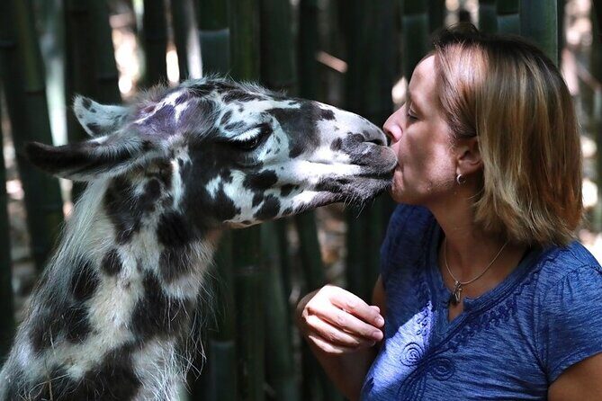 Wine Tasting with Llamas, Alpacas and Guanacos - Key Points