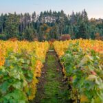 Wine Tour at Ardiri Winery Private Walking Experience - Final Thoughts