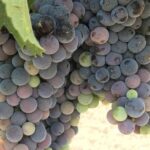 Wine Tour Pros - Napa Valley Wine Tour and Transportation - What Could Be Better?