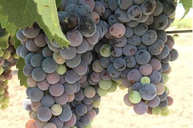 Wine Tour Pros - Napa Valley Wine Tour and Transportation - What Could Be Better?