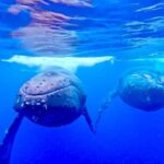 Winona Whale Watching Cruise - Maalaea Harbor - A Detailed Look at the Experience
