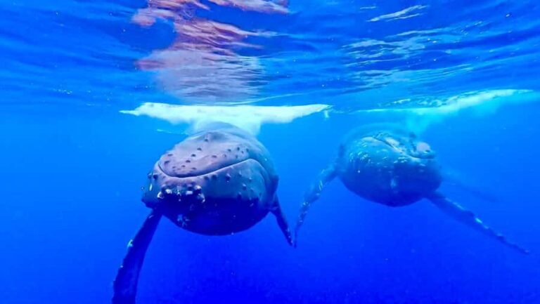 Winona Whale Watching Cruise - Maalaea Harbor - A Detailed Look at the Experience