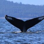 Winter Eco Tours on the Salish Sea Wildlife Adventures - Analyzing the Value