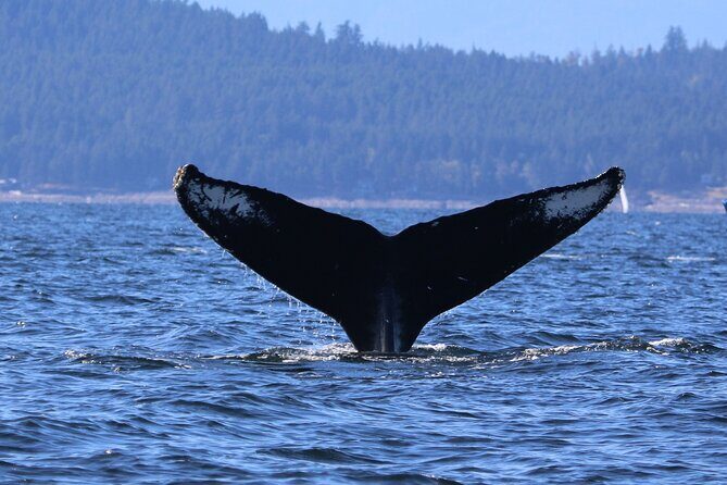Winter Eco Tours on the Salish Sea Wildlife Adventures - Analyzing the Value