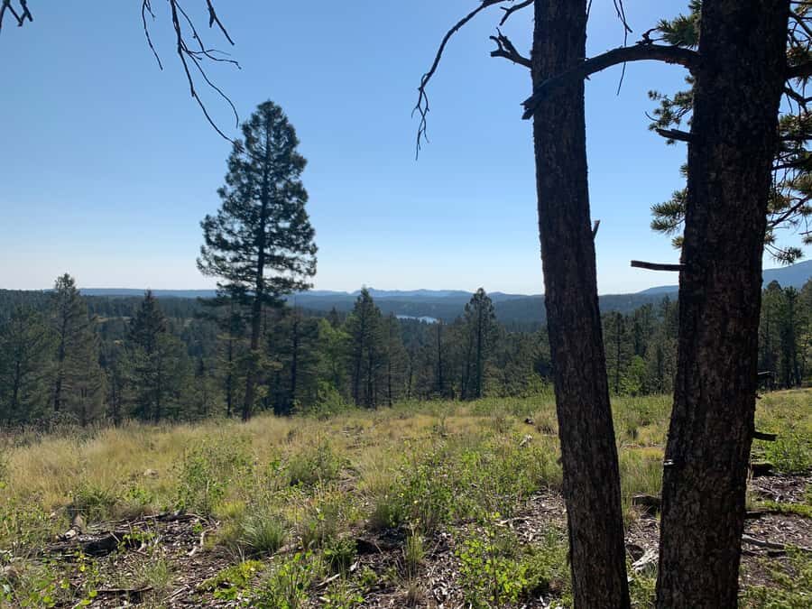 Woodland Park: Snowshoeing Guided Hike - What the Hike Involves