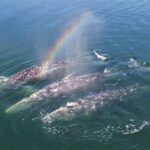World Class Whale Watching with Breakfast and Open Bar - What Sets This Tour Apart