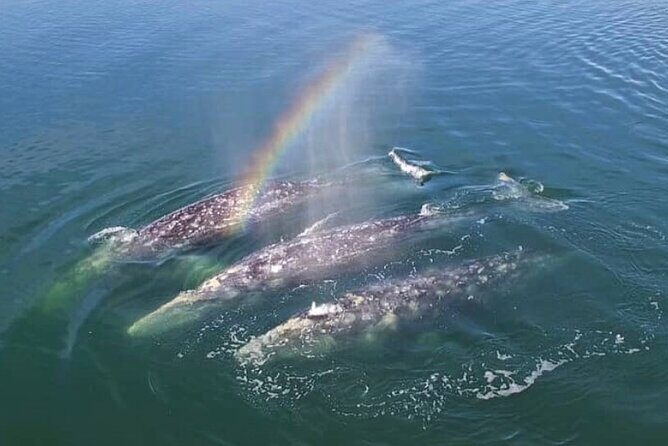 World Class Whale Watching with Breakfast and Open Bar - What Sets This Tour Apart