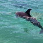 Xtreme H2o Destin: Jet Ski Dolphin Tour - A Closer Look at the Destin Jet Ski Dolphin Tour