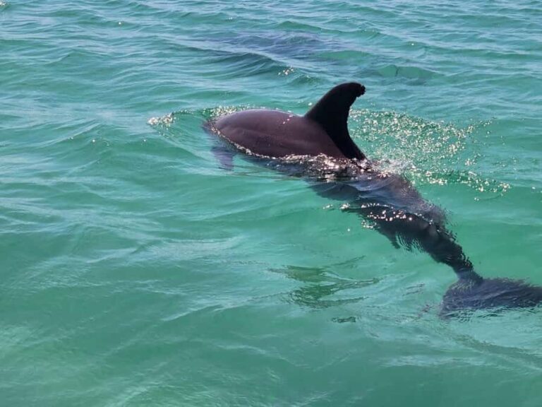 Xtreme H2o Destin: Jet Ski Dolphin Tour - A Closer Look at the Destin Jet Ski Dolphin Tour