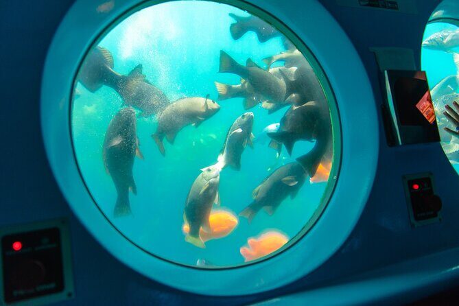 Yellow Semi-Submarine Tour of Catalina Island From Avalon - Who Is This Tour Best For?