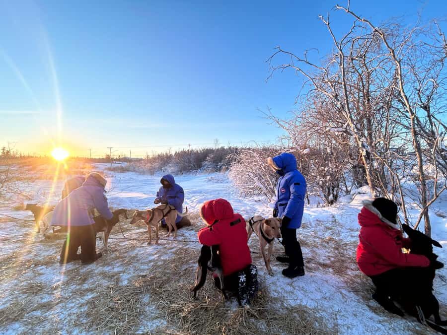 Yellowknife: Indigenous Dog Sledding Experience - An In-Depth Look at the Yellowknife Dog Sledding Experience