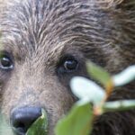 Yellowstone and Grand Teton National Parks Wildlife Adventure (2 Day/1 Night) - Transportation and Group Size