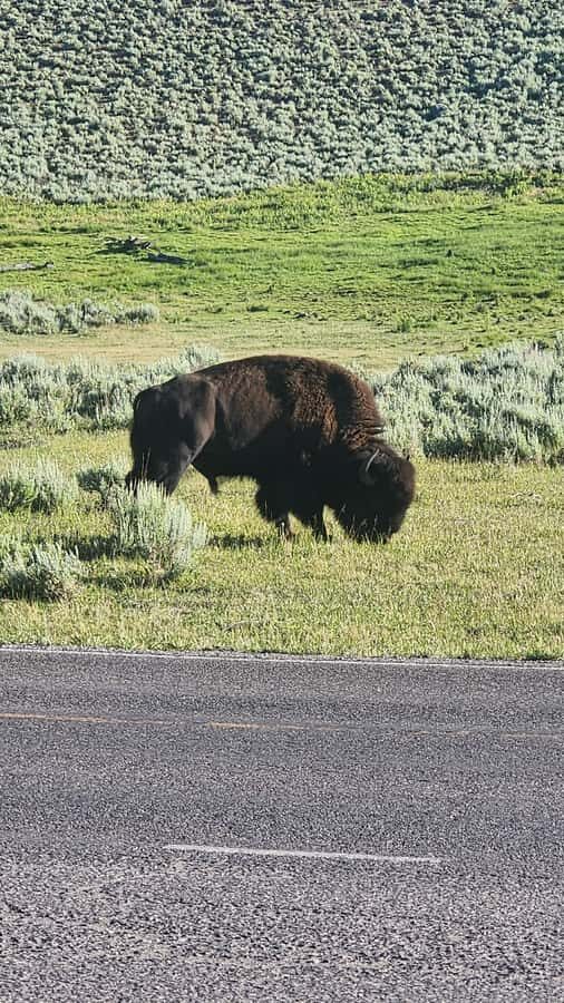 Yellowstone: Full-Day Private Guided Tour with Picnic Lunch - The Experience & What Travelers Say