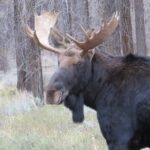 Yellowstone & Grand Teton National Parks - Ultimate Wildlife Safari - Final Thoughts: Is It Worth It?