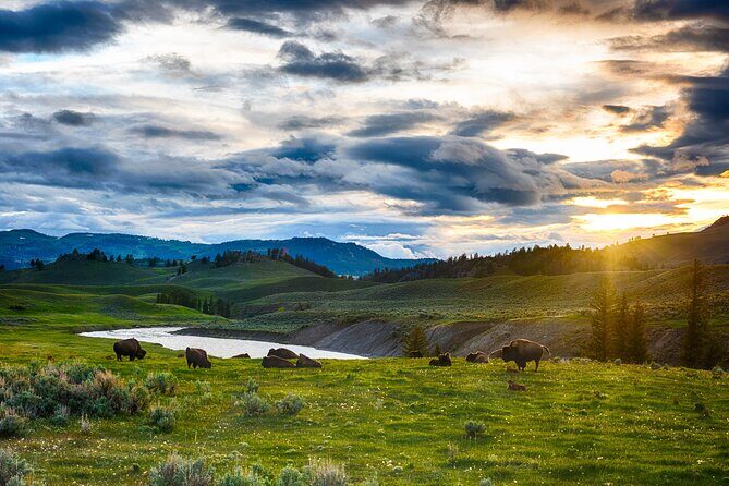 Yellowstone in a Day - Grand Loop Yellowstone Tour - Why Choose This Tour?