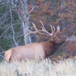 Yellowstone National Park - Full-Day Lower Loop Tour from Jackson - What Makes This Tour Stand Out