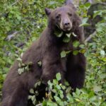 Yellowstone National Park - Lower Loop Adventure - FAQ: Your Questions Answered