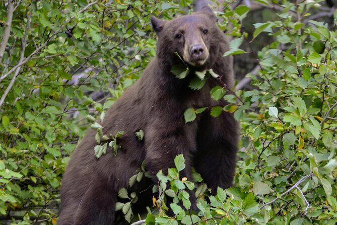 Yellowstone National Park - Lower Loop Adventure - FAQ: Your Questions Answered