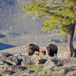 Yellowstone National Park Private Tour - What Makes This Tour Stand Out