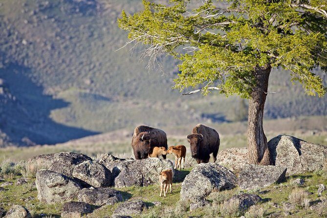 Yellowstone National Park Private Tour - What Makes This Tour Stand Out