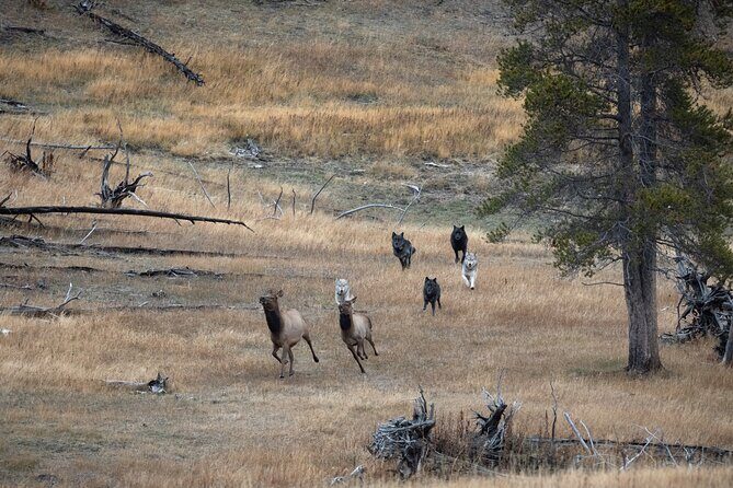 Yellowstone National Park Private Wildlife Tour - FAQs
