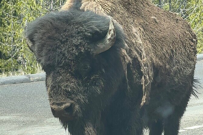 Yellowstone Private Tour - Who Should Consider This Tour?