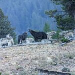 Yellowstone: Privately Guided Safari/Scenic Tour with Lunch! - Key Points