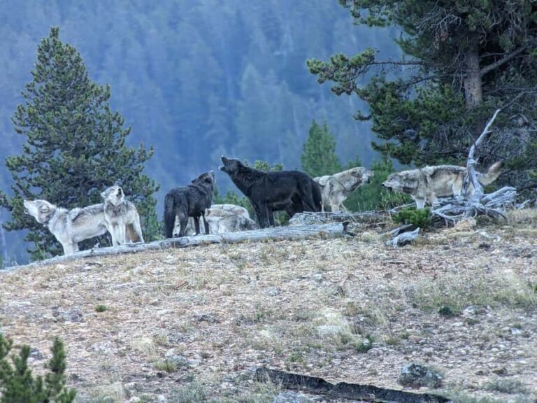 Yellowstone: Privately Guided Safari/Scenic Tour with Lunch! - Key Points
