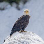 Yellowstone Winter Wildlife & Snowshoe Tour | PRIVATE - Frequently Asked Questions