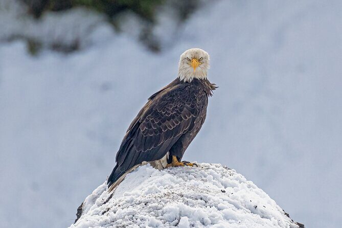 Yellowstone Winter Wildlife & Snowshoe Tour | PRIVATE - Frequently Asked Questions
