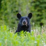 Yukon River Boat Tour Through Miles Canyon - The Sum Up