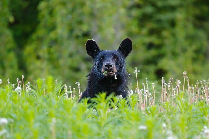 Yukon River Boat Tour Through Miles Canyon - The Sum Up