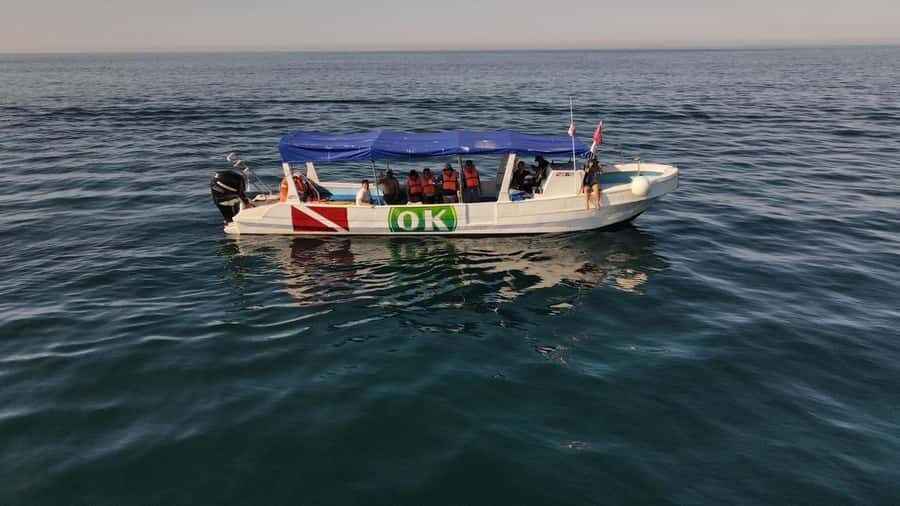 Zihuatanejo Ixtapa Humpback Whale Watching - An In-Depth Review of the Humpback Whale Watching Tour