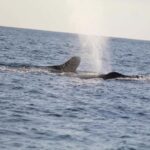 Zihuatanejo: Whale Encounter Experience - Practical Details That Matter