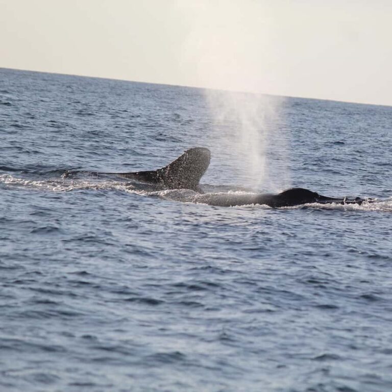 Zihuatanejo: Whale Encounter Experience - Practical Details That Matter