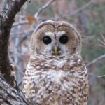 Zion National Park Limited Edition Bird Watching Tour - Final Thoughts: Is the Zion Bird Watching Tour Worth It?