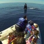 Zodiac Whale-Watching Adventure in Los Cabos - Who Will Love This Tour?