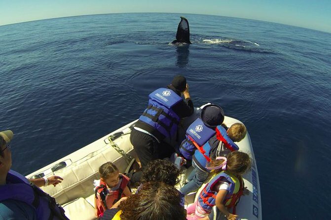 Zodiac Whale-Watching Adventure in Los Cabos - Who Will Love This Tour?