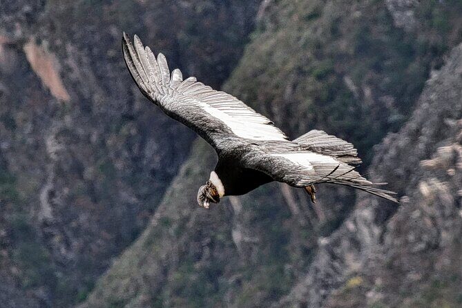 2 Days and 1 Night Tour from Puno to Colca Canyon and Arequipa - Who Will Enjoy This Tour?