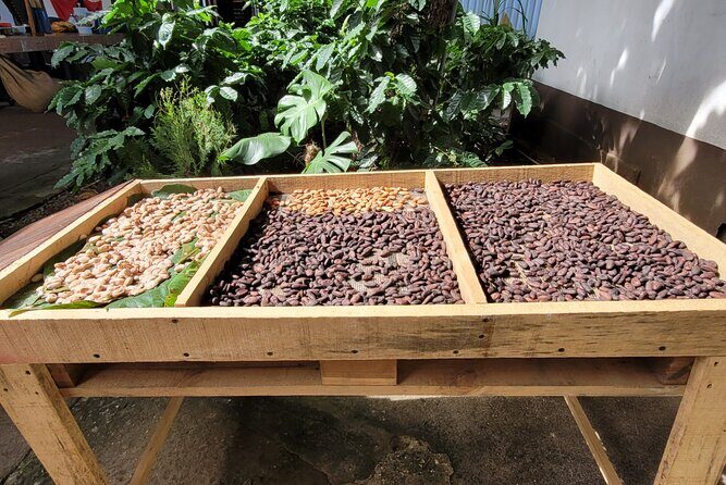 2 Hour Coffee & Chocolate Tour in Playas del Coco - The Sum Up