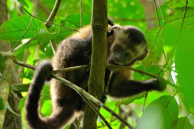 3-Day Eco-Sustainable Private Tour Manu National Park - Authentic Experiences Based on Real Reviews