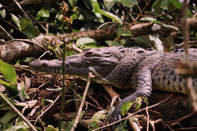 3-hour experience through the Tortuguero canals - FAQs