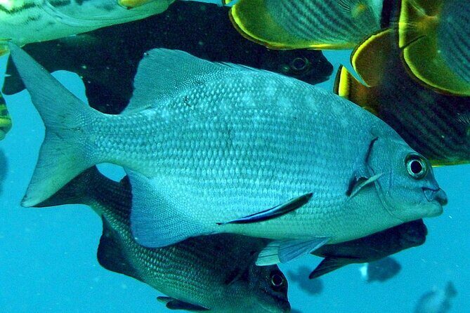 3 Stop Snorkel Hopping & Beach in Roatan - Who Will Enjoy This Tour?