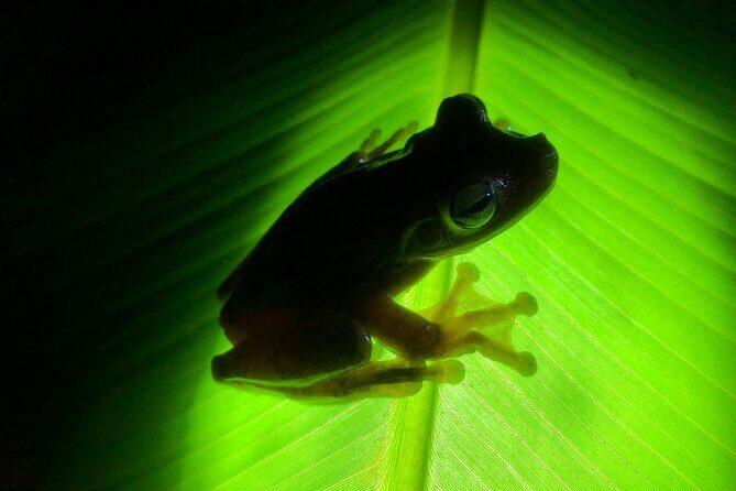 All-Inclusive Jungle Night Tour - A Closer Look at the Jungle Night Tour Experience