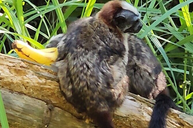 Ancon Hill Eco Walk  Sloths, Toucans & Stunning City Views - Why This Tour Is a Must-Do