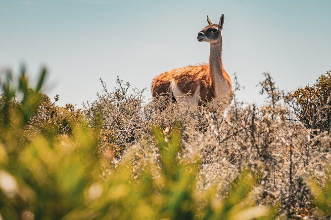 Animal watching in Punta Tombo and Isla Escondida - Detailed Itinerary Breakdown