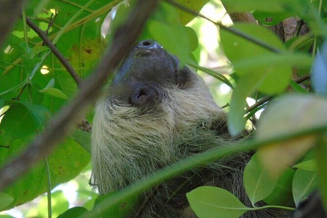 Animales safari at the Panama Canal + fruit market - FAQ