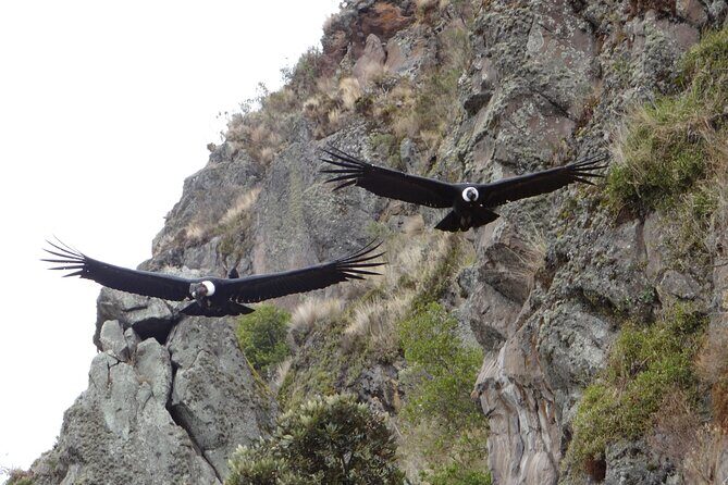 Antisana and Condors Watching Day Trip - What Makes This Tour Stand Out?