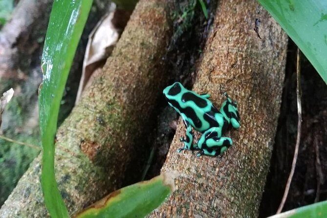 Arenal Night Walk - Snakes, Frogs & Wildlife - FAQ