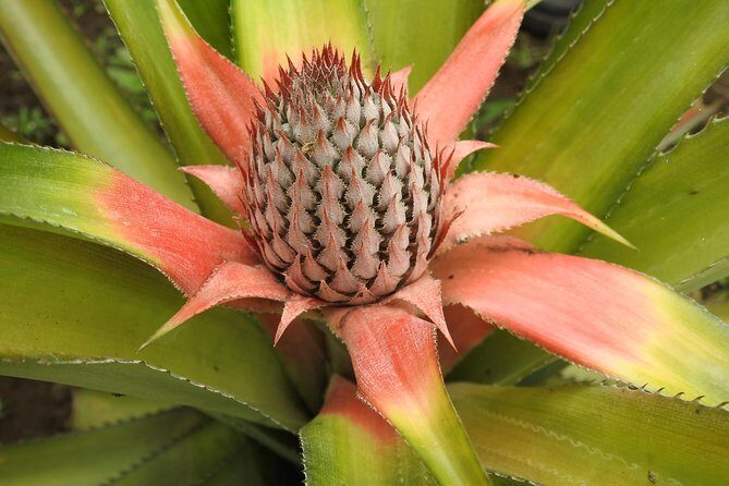 Astonishing Mangroves & Dry forest /Chocolate experience trip - Exploring the Itinerary in Detail